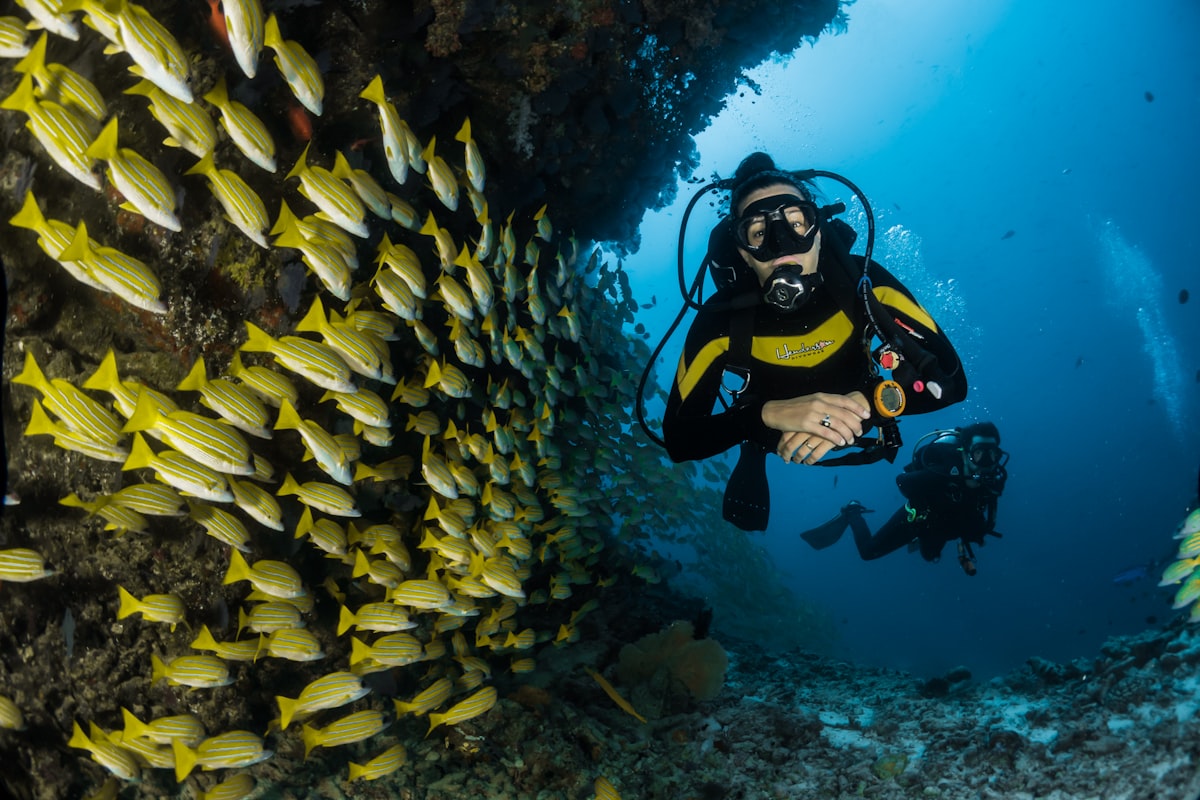 Two scuba divers gliding along a reef wall beside a school of yellow fish