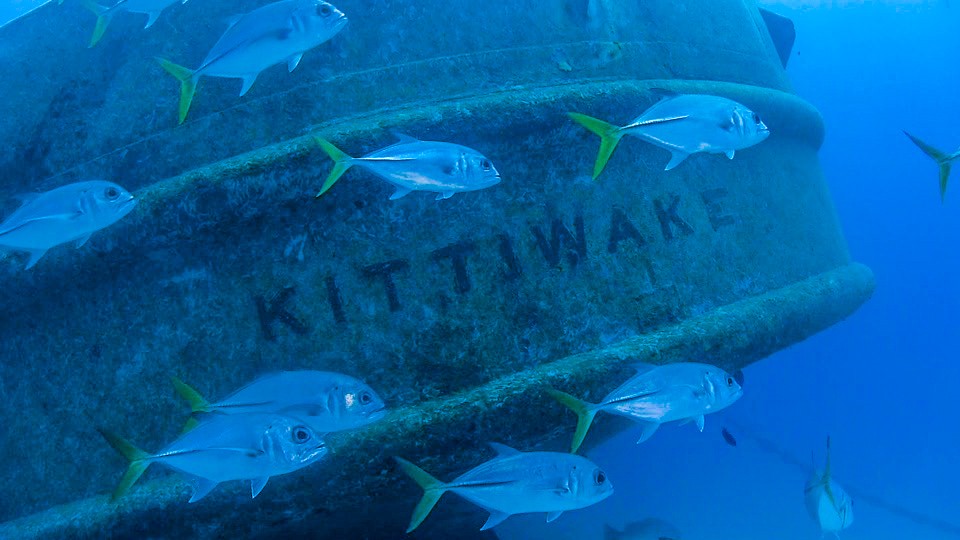 Horse-eye jacks schooling close against the hull of the Kittiwake, with the ship's name KITTIWAKE clearly visible in the steel behind them