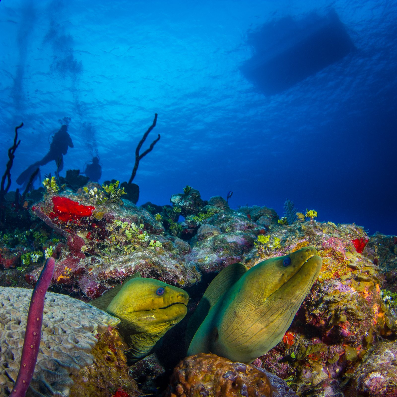 Two green moray eels peering out of a vivid Grand Cayman reef, with scuba divers and a dive-boat silhouetted near the sunlit surface — an authentic DNS Diving photograph