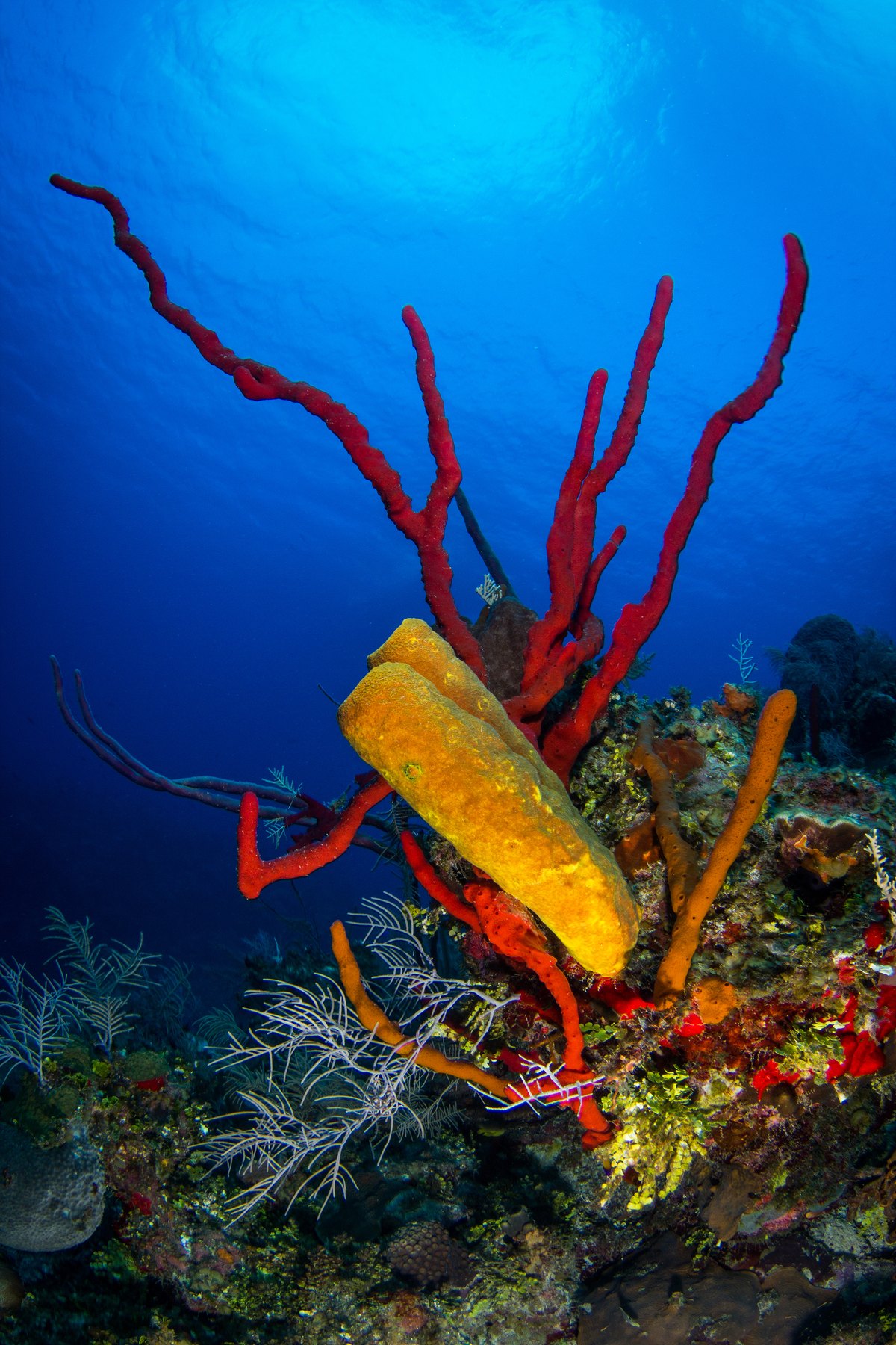 Vivid red rope sponges and golden-yellow tube sponges growing on a Grand Cayman reef against deep blue water — an authentic DNS Diving photograph