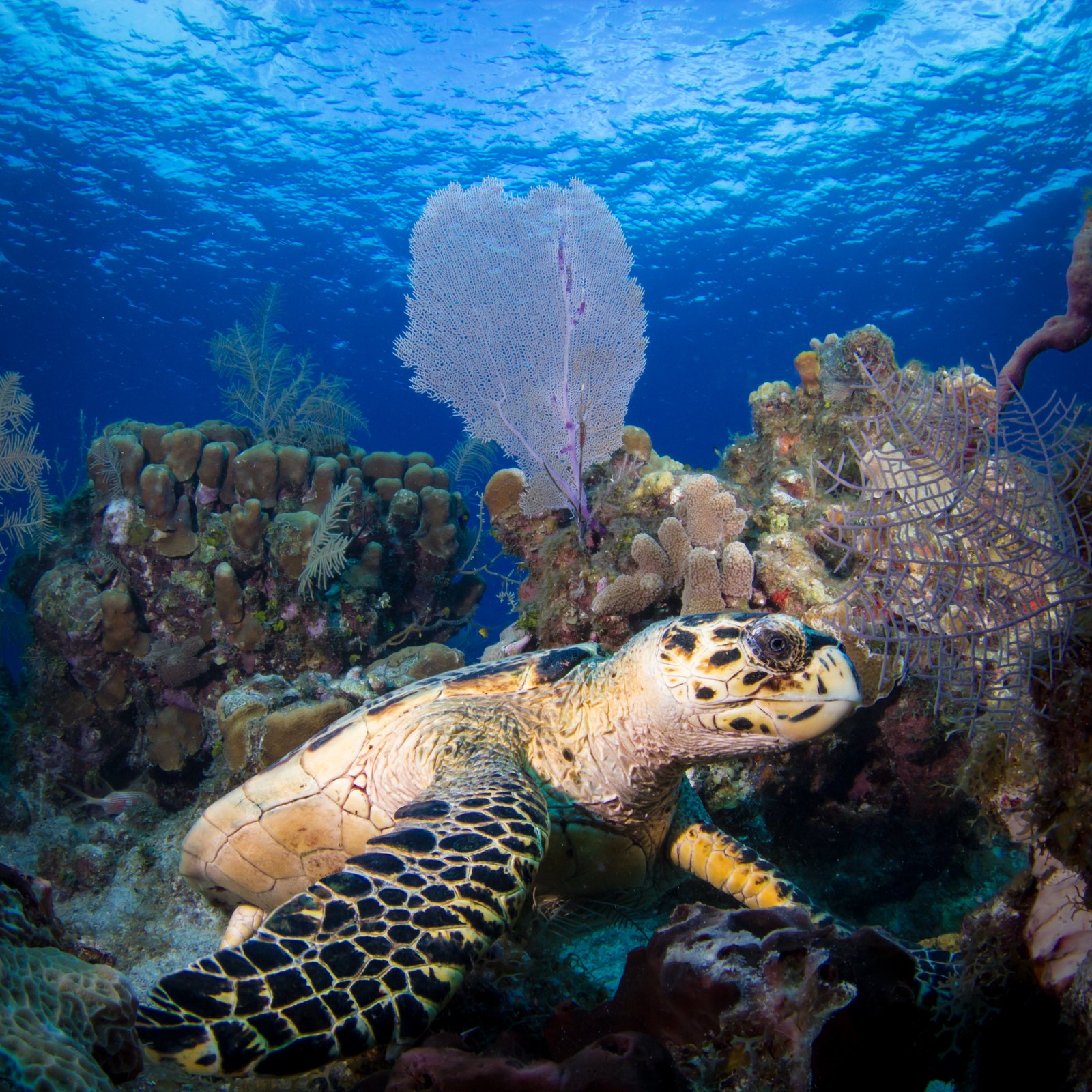 A hawksbill sea turtle resting on a colourful Grand Cayman reef beside a large purple sea fan, with bright sunlit blue water above — an authentic DNS Diving photograph